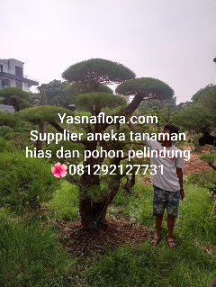 jual pohon cemara udang 08.12.92.12.77.31