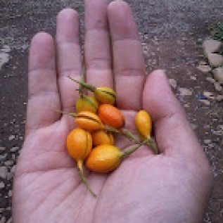 Jual Benih Gaharu