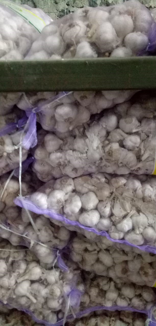 Bawang Putih