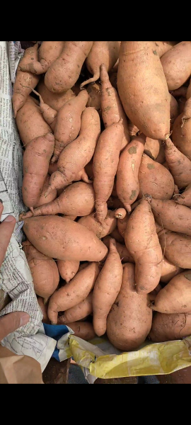 ubi orange/wortel ( Orange sweet potato )