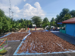 kulit kayu gemor kering kaltim