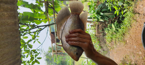 ikan gurame segar
