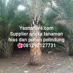 jual pohon palem kenari 08.12.92.12.77.31