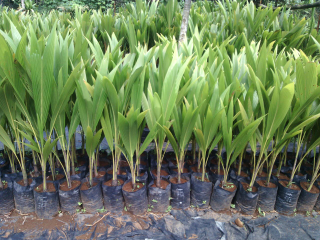 bibit kelapa kopyor genjah kultur jaringan