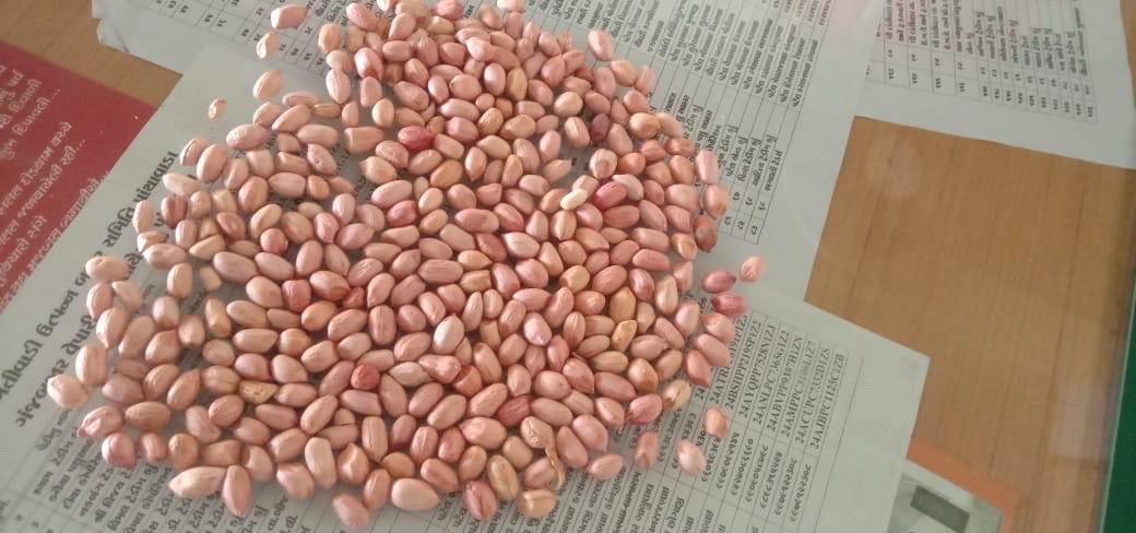 Kacang Tanah India HPS