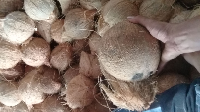 suplayer kelapa tua