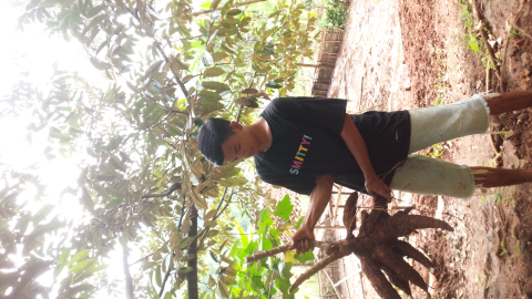 singkong putih