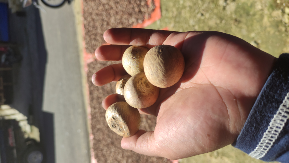 PINANG BULAT KERING MATI NIAS
