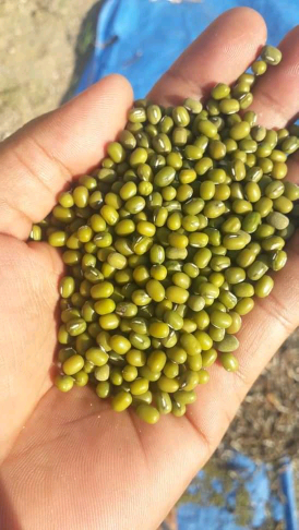 hikacang hijau kilap