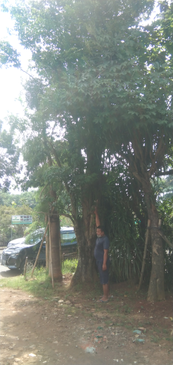jual pohon kiara payung