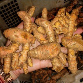 Jual Kunyit Basah segar