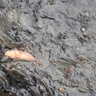 Ikan Mas siap panen bulan Mei
