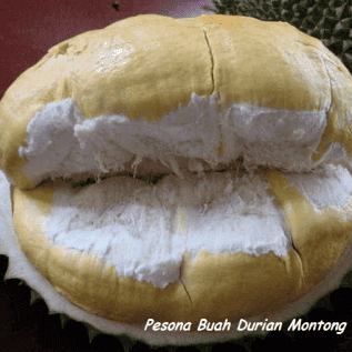 bibit durian montong kualitas super siap tanam hasil buah melimpah memuaskan