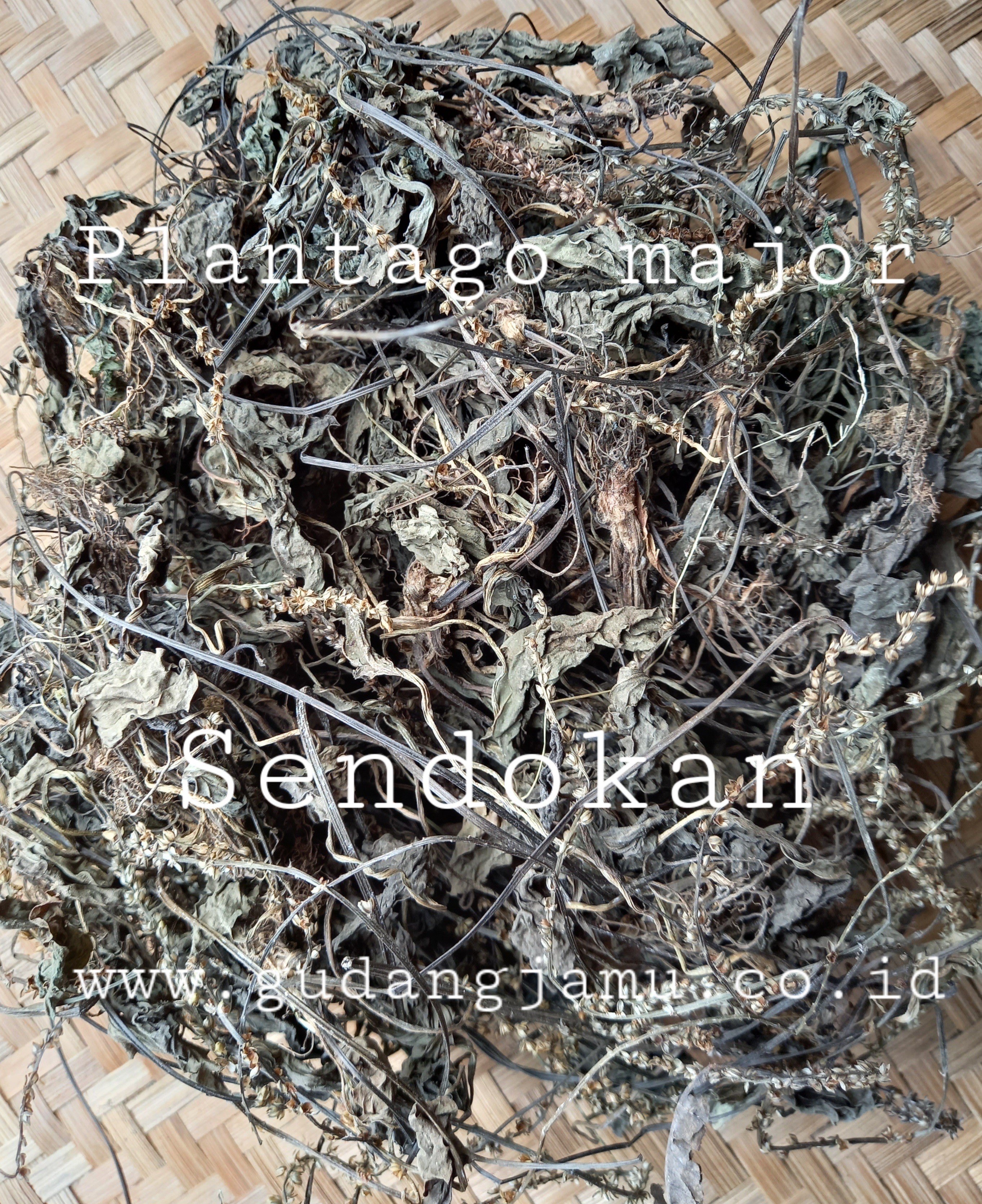 SENDOKAN PLANTAGO MAYOR