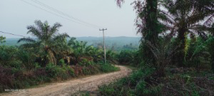 kelapa sawit