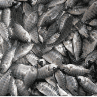 Jual bibit ikan Nila/Mujair dan  Nila/Mujair Konsumsi ( Sentani- Jayapura) Papua