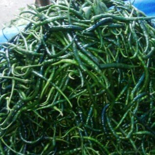 JUAL CABE HIJAU KERITING