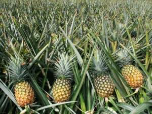 Jual Grosis Nenas