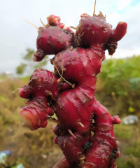 jahe merah & gajah Simalungun, sumut