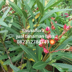 jual tanaman oleander 