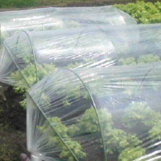 Plastik Sungkup Untuk Pembenihan Tanaman