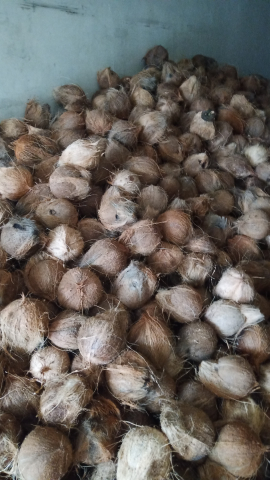 kelapa super tembilahan grade A