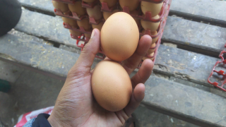 telur ayam negri ( ras )