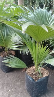 jual pohon bibit palem sadeng