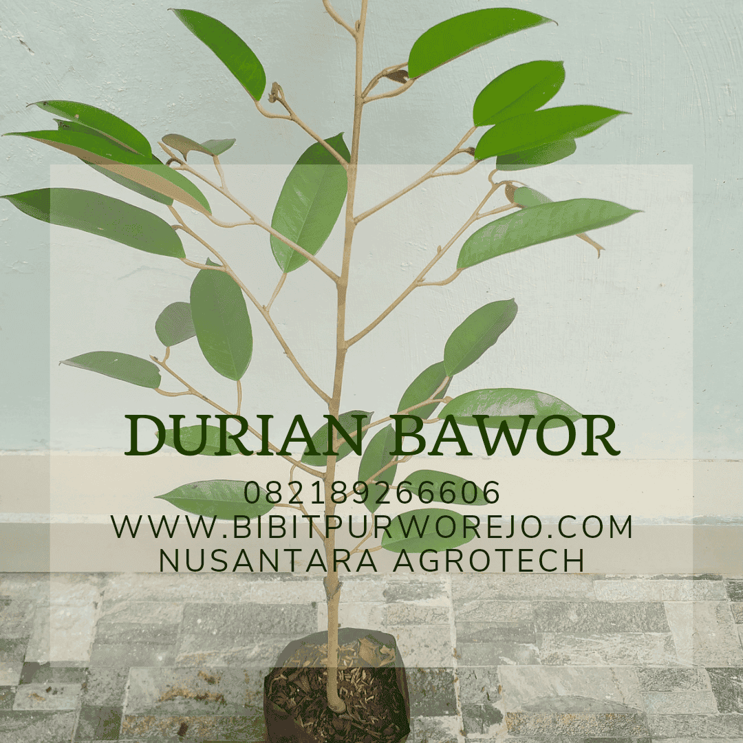 jual bibit durian bawor