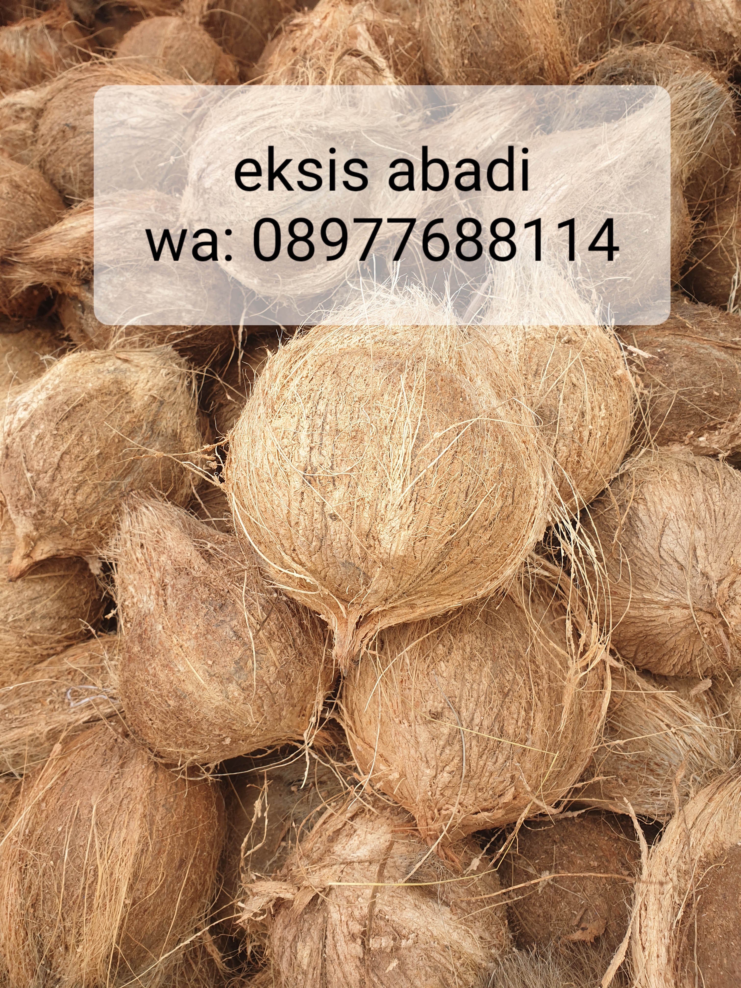 Kelapa Tua