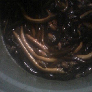 belut hasil strum