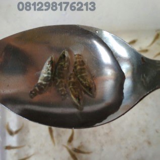 Kakap putih 3cm