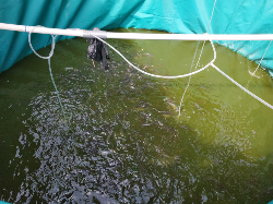 Ikan Lele Konsumsi