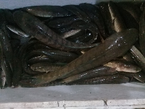ikan gabus and belut and ikan laut