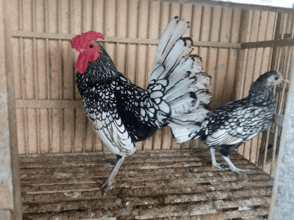 Dijual Ayam Batik Itali dari Anakan sampai Indukan