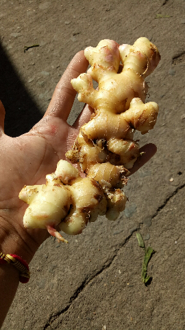 jahe gajah fresh