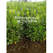 jual nyamplung .
