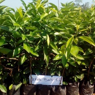 Bibit Jeruk Keprok Batu 55 Bersertifikat , Berlebel Biru Harga Terjangkau