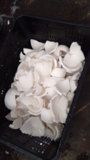 KELAPA PUTIH DIBEKUKAN