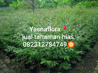 jual bibit pohon eucalyptus.rainbow 08.12.92.12.77.31