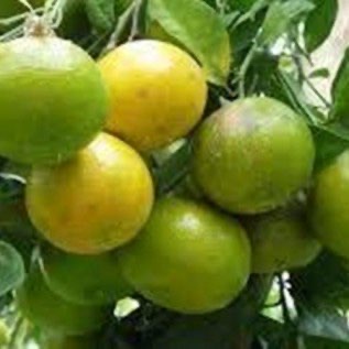 bibit jeruk siam kualitas super siap tanam