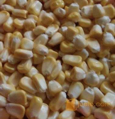 Jual Jagung Kering