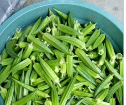 Okra