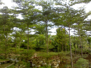 jual pohon ketapang kencana