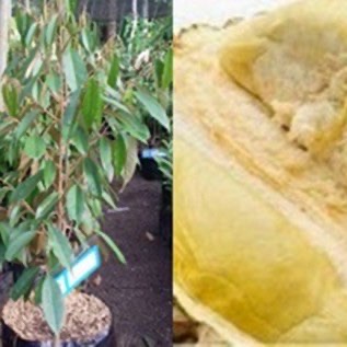 Bibit Durian Si Mimang Super Harga Bersahabat