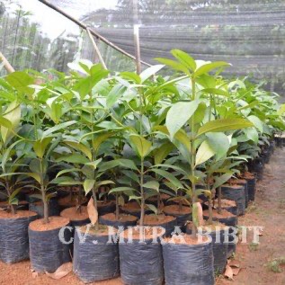 Bibit Manggis Unggul Cepat Berbuah | Bibit Manggis Siap Kirim Ke Bogor, Denpasar