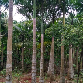 jual pohon palem raja 