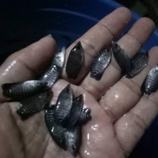 Jual telur dan bibit gurami berkualitas murah