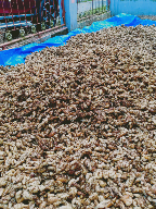 Kencur Riau (Tembilahan)