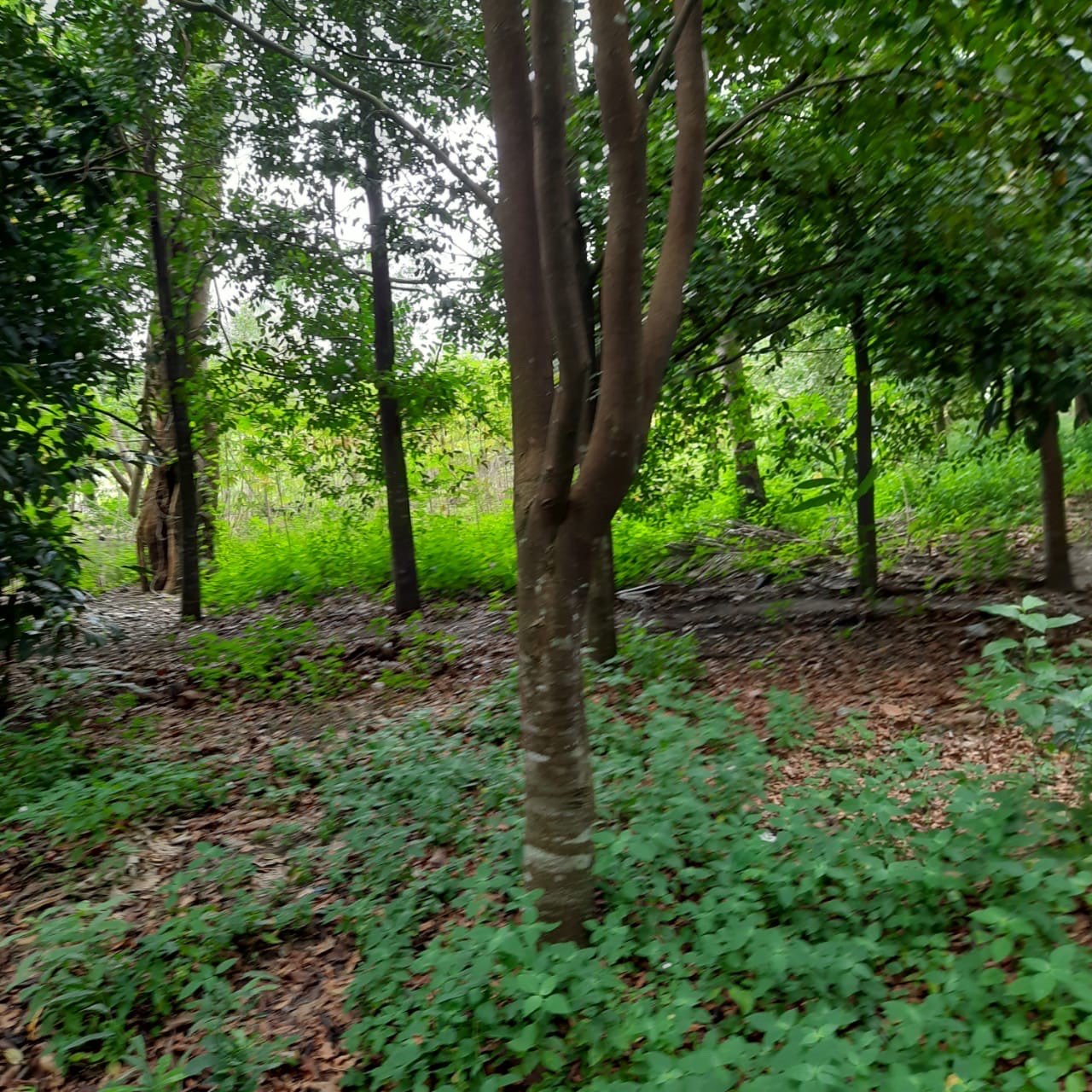 Pohon Gaharu
